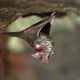 A vampire bat at the Philadelphia zoo preparing to gulp down a blood meal.